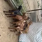 تيوس وعنقان