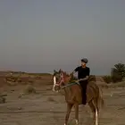حصان