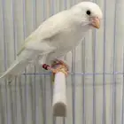 كناري