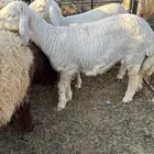 هرافى حري برية نظيفه فل شحم