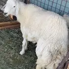 فحل حري صنف الصنف