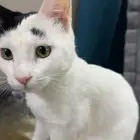 قطه لتبني العمر 7 اشهر جميع الاغراض معها .