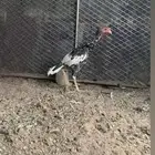 ديك سندي اصيل