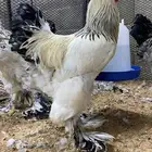 دجاج براهما