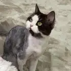 قطه للتبني