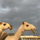 مشاوير للرياض سياره مريحه