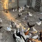 للبيع دجاج مع بط