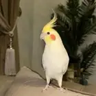 كروان لاتينو اليف