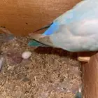 روز منتج ثاني بطن عندي وعندي صور ل