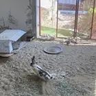 للبيع ارانب