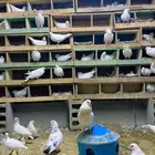 حمام لاحم فرنسي