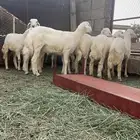 ذبايح 7خرفان.