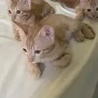 كيتنز للتبني