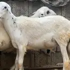 اضاحي للبيع