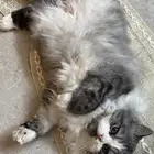 قط شيرازي