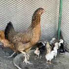 2 دجاج و فروخها