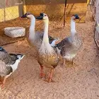 للبيع وز عراقي دم صافي