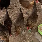 دجاج عربي