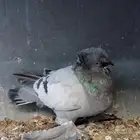 زوج بخاره حامل بارلس