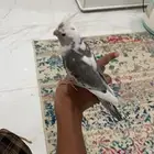 للبيع كروان تربيه