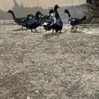 بط بح