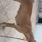 كلب صيد