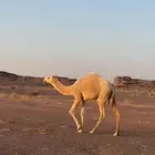 للبيع بكار مفاريد الموقع عفيف