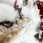 قطط للتبني