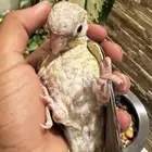 كنيور-كروان تم بيع