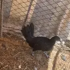 جمد اسود صك علاج ولا مقنوي