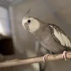 ذكر كروان هولندي اليف