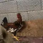 دجاج عربي