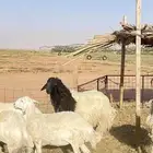 فحل فاخر صنف هجين