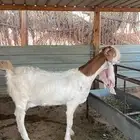 عنز مطوره خصم شعره وجرم وملبه وعرض خد سنها رباع معها اثنين