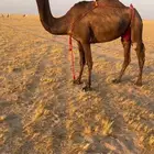 خلفه للبيع.