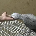 ببغاء كاسكو