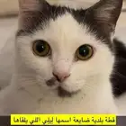 قطة مفقودة