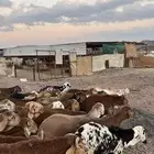 طليان سواكن حمري جادعان مرابى شرط مناسبات زواجات