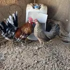 دجاج عربي ماكنتوش سلاله صافيه