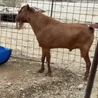 تيس فحل للبيع