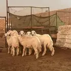 ذبايح للبيع