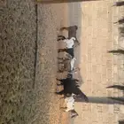 حفار وتيوس