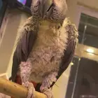 كاسكو للبيع