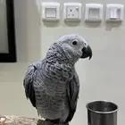 لمحبين الكاسكو