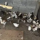 صيصان فروخ دجاج بلدي