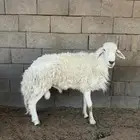 فحل طيب كفو