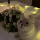 تم التبني