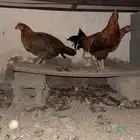 دجاجتين للبيع