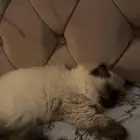 تبني قطط