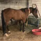 حصان وعربة خيل